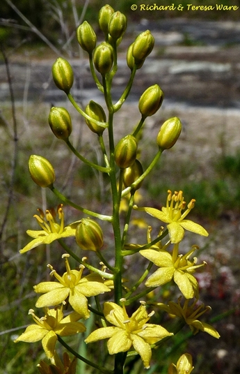 {Schoenolirion croceum}